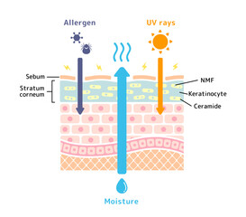 Wall Mural - Cross section illustration of dry skin