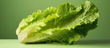 Romaine Lettuce On Isolated Pastel Background Copy Space