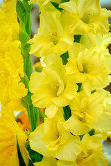 Wall Mural - Beautiful gladiolus flowers in vase