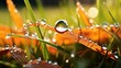 Leinwandbild Motiv Fallen autumn leaves with dew in grass web banner. Autumn leaves with water drops closeup nature background. Golden autumn leaf in the grass in the sun