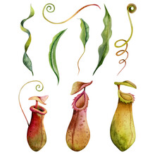 Watercolor Nepenthes Carnivorous Plants Illustration Set Isolated On White Background. Tropical Green Red And Yellow Pitcher Plant, Liana Monkey Cups With Stems And Leaves