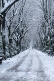 Fototapeta Do pokoju - Winter path in the park