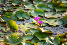 Blossoming Purple Water Lily Or Lotus Flowers In Sunset Light, Natural Botanical Background