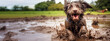 Happy dirty dog playing in a muddy puddle