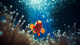 Clown fish in sea anemone