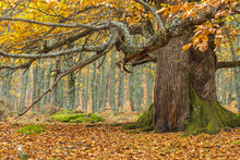 Large Tree Trunk In Autumn