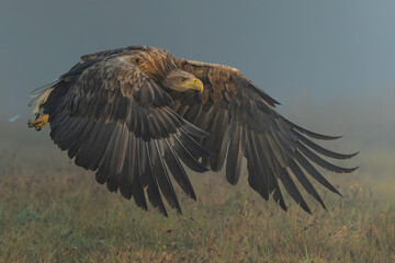 Canvas Print - Eagle flying. White tailed eagles (Haliaeetus albicilla) flying at a field in the forest of Poland searching for food on a foggy autumn morning.