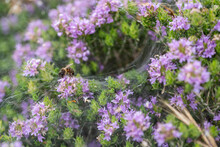 Bee Sitting On Purple Flower In Nature