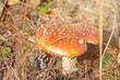 Bright red mushroom amanita in the sun.
