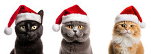 Set Of Cats With Santa Claus Hat, Christmas Cat  Isolated On Transparent Background - Generative AI