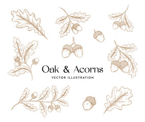 Set of oak leaves and acorns