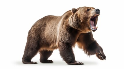 a roaring brown bear in the wild