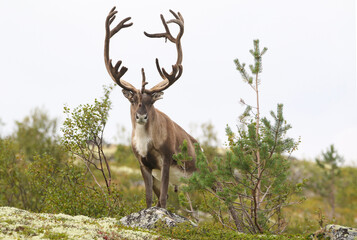 wild reindeer