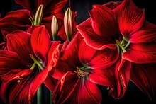 A Still Life Close Up Shot Of Amaryllis Flowers. These Vibrant Red Blossoms Stand Tall And Proud, Their Petals Unfurling In Exquisite Detail - AI Generative