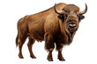 Buffalo Isolated on a Transparent Background PNG. Generative Ai