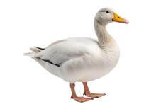 Beautiful White Duck Isolated On A Transparent Background PNG. Generative Ai