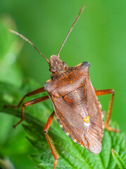 Wall Mural - Red-legged shieldbug