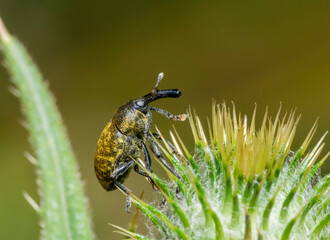 Canvas Print - Canada Thistle Bud Weevil