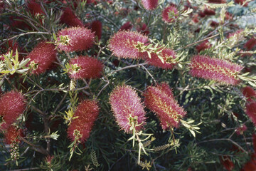 Wall Mural - shrub of  scarlet bottlebrush, in full blooming