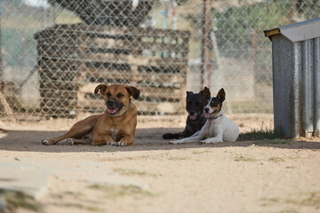 portrait of a dog in a shelter waiting for adoption