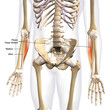 Flexor Carpi Ulnaris Lower Arm Muscle in Isolation on Male Human Skeleton, Labeled 3D Rendering on White	