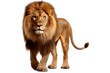 Fierce Lion Isolated on a Transparent PNG Background. Generative Ai