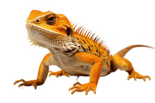Bright Colored Lizard Isolated On A Transparent PNG Background. Generative Ai