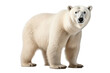 White Polar Bear Isolated on a Transparent PNG Background. Generative Ai