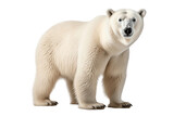Fototapeta Fototapety ze zwierzętami  - White Polar Bear Isolated on a Transparent PNG Background. Generative Ai