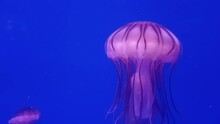Beautiful Colorful Jellyfish Medusa Swim Underwater In The Ocean