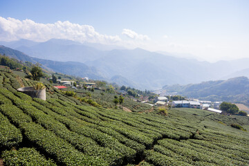 Canvas Print - Green tea tree field on mountain