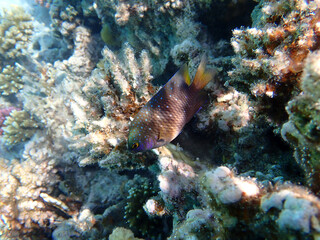 Poster - Underwater view of a tropical coral reef with Jewel damselfish - (Plectroglyphidodon lacrymatus)