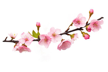 beautiful sakura flowers isolated on white