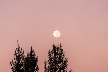 Wall Mural - Pink sky with a beautiful supermoon in a sunrise