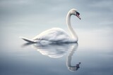 Beautiful white swan swimming on water with reflection in thick fog on the lake