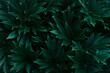 Dark green background, fresh leaves top view, garden plant