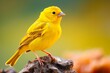 Perched Yellow Canary - Colourful Passerine Finch Bird from the Canary Islands