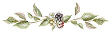 Blackberry Berries With White Flower On Branches Vintage Leaves Watercolor Border
