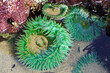 Giant green anemone in a tidal pool on the Oregon Coast