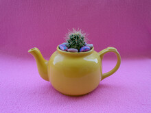 Yellow Teapot With Small Cactus Growing In It On Pink Background