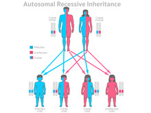 Recessive Autosomal Inheritance. Carrier Parents, Father, Mother. Unaffected, Affected Child, Son, Daughter. Colored Dominance Allele Traits. Male, Female Human Gene Ratio. Illustration Vector