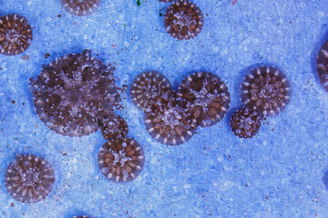 Poster - underwater photography of beautiful upside down jellyfish cassiopeia andromeda