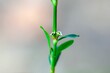 Equal leaved knotgrass, Polygonum arenastrum