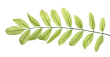 Acacia Tree Twig With Foliage, Branch With Leaves Isolated On White, Clipping Path
