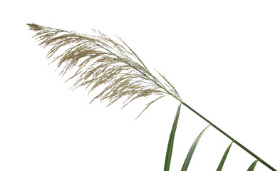 Canvas Print - Cane grass reed isolated on white background, clipping path