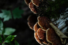 Mushrooms Grow On A Tree. Mushrooms On A Rotten Tree