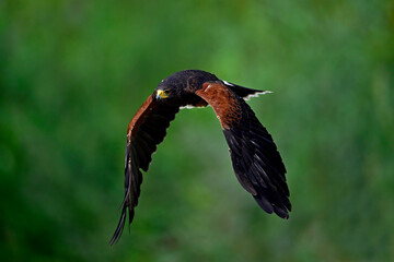 Wall Mural - Harris’s Hawk // Wüstenbussard (Parabuteo unicinctus) 