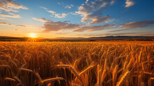 Field Of Golden Wheat At Sunset
