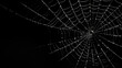 © karina_lo - Light spider web isolated on black background for Halloween card