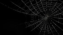 Light Spider Web Isolated On Black Background For Halloween Card